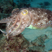 Broadclub Cuttlefish - Photo (c) Klaus Stiefel, some rights reserved (CC BY-NC)