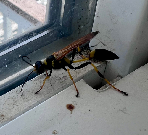 Yellow-legged Mud-dauber Wasp