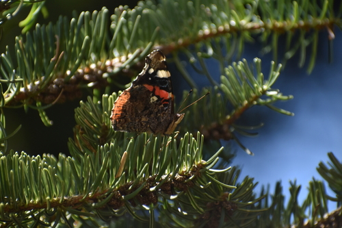 Red Admiral