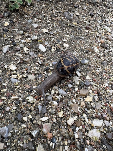 Garden Snail