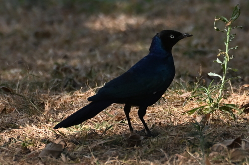 Rüppell's Starling