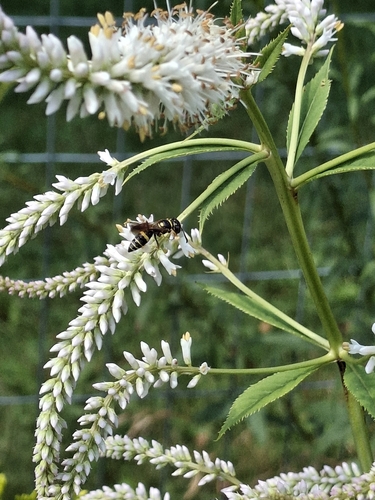 Hump-backed Beewolf