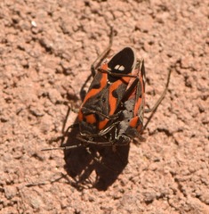 Lygaeus kalmii kalmii