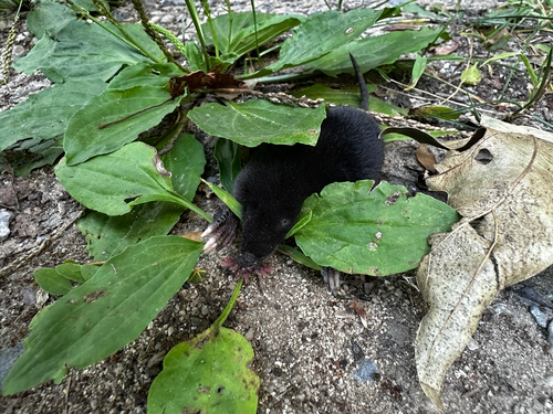 Star-nosed Mole, photo 9 of 10
