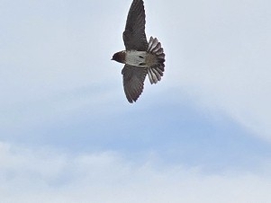 Cliff Swallow