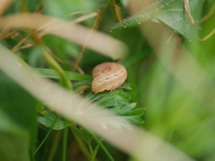 Xestia xanthographa