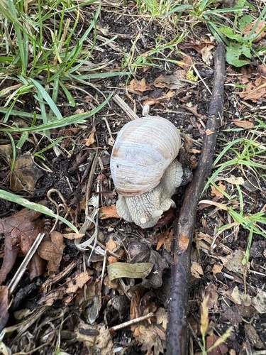 Roman Snail