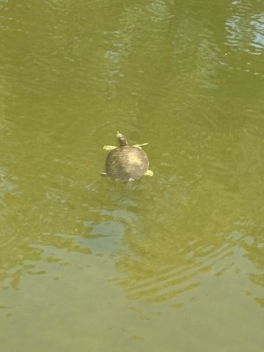 Spiny Softshell