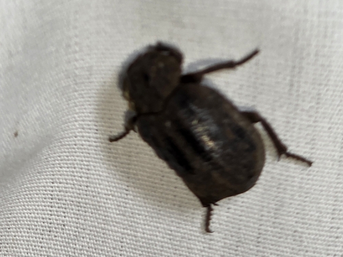 Hide beetle