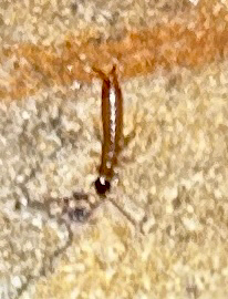 Ring-legged Earwig