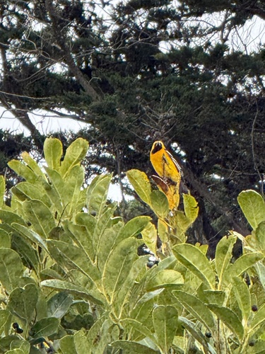 Hooded Oriole