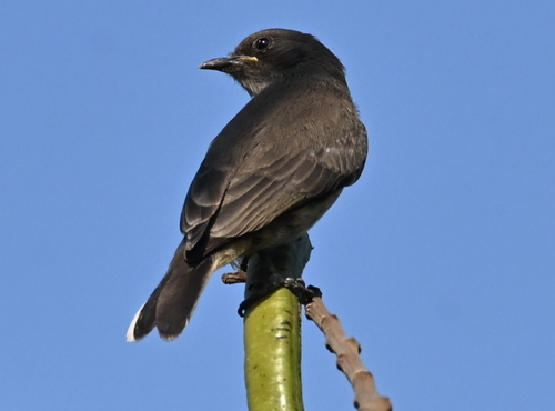 Brown-backed Honeybird