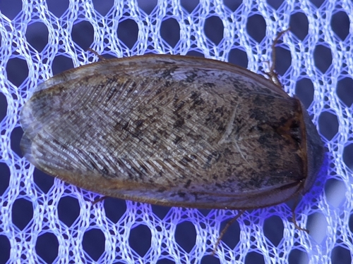 Boll’s Sandroach
