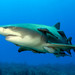 Lemon Sharks - Photo (c) Albert kok, some rights reserved (CC BY-SA)