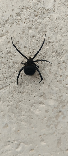 European Black Widow