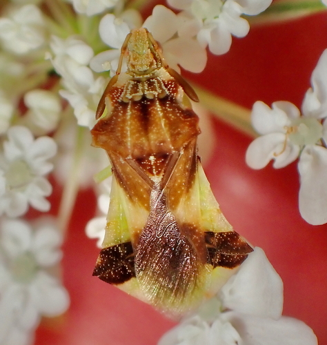 Jagged Ambush Bugs