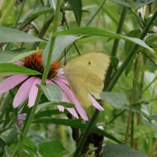 Cloudless Sulphur