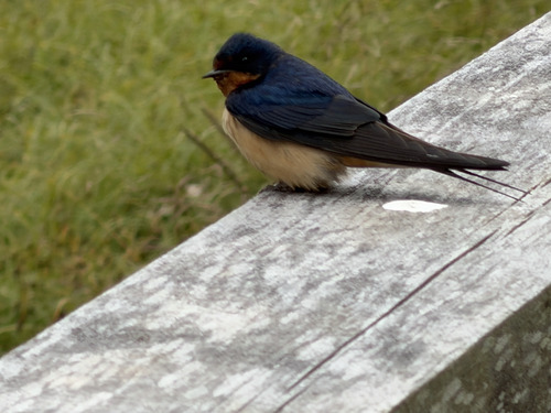 Barn Swallow