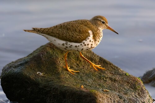 Spotted Sandpiper
