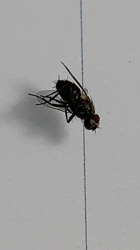 Common House Fly