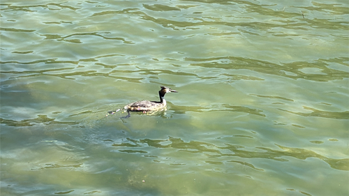 iNaturalist: (c) armygreen, some rights reserved (CC BY-NC) iNaturalist image