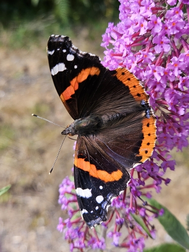 Red Admiral