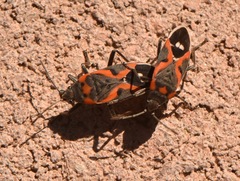 Lygaeus kalmii kalmii