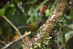 Arremon castaneiceps