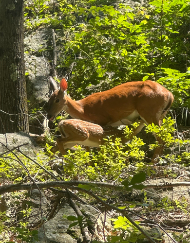 White-tailed Deer