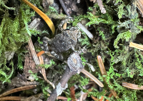 American Toad