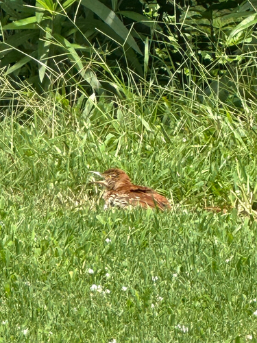 Brown Thrasher