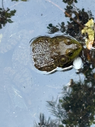 American Bullfrog