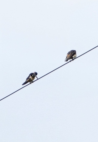 Cliff Swallow