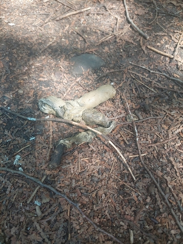 Coyote