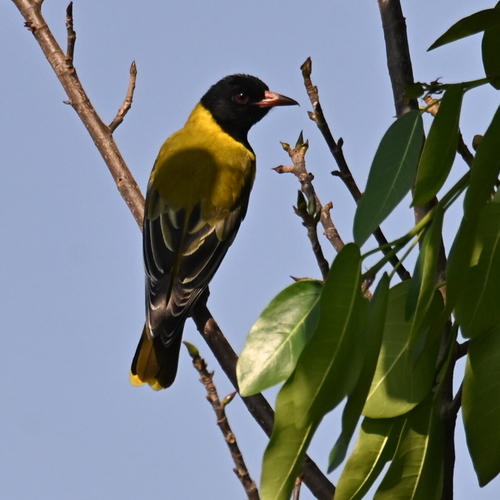 Black-headed Oriole