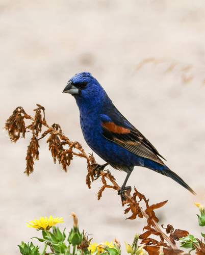 Blue Grosbeak