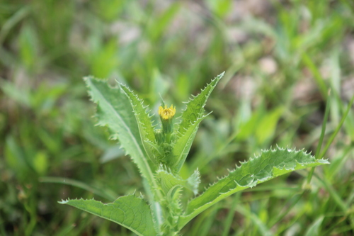 Prickly Sowthistle