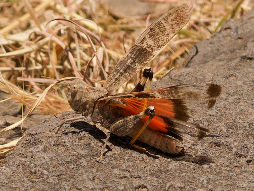 Scintharista notabilis