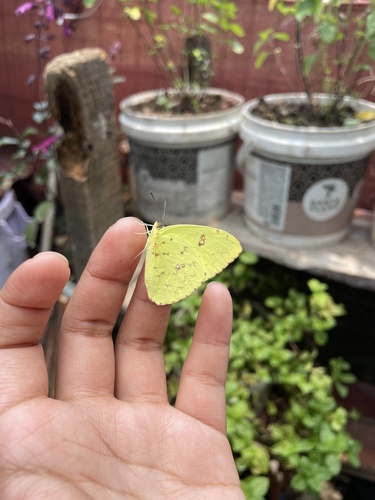 Cloudless Sulphur