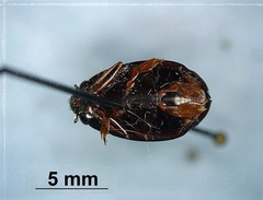 Dineutus assimilis