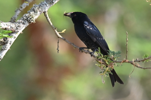 Fork-tailed Drongo