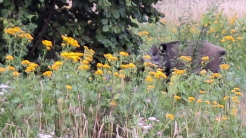 Wild Boar