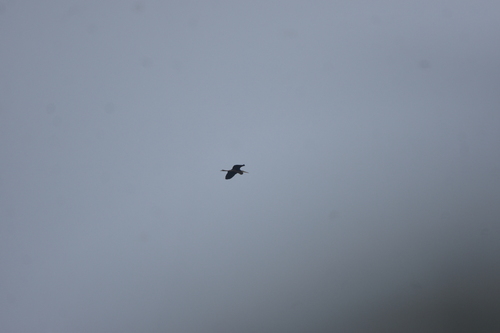 iNaturalist image
