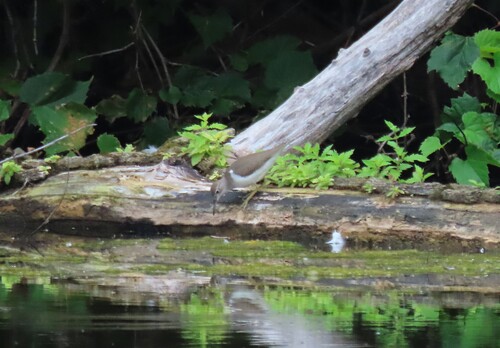 Spotted Sandpiper