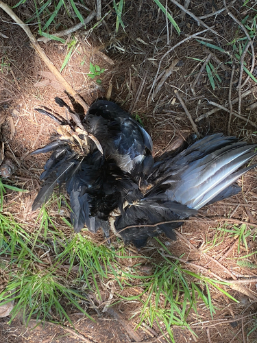 Black Vulture