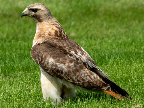 Red-tailed Hawk