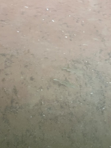 Western Mosquitofish
