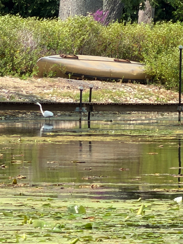 Great Egret