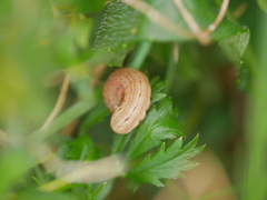 Xestia xanthographa
