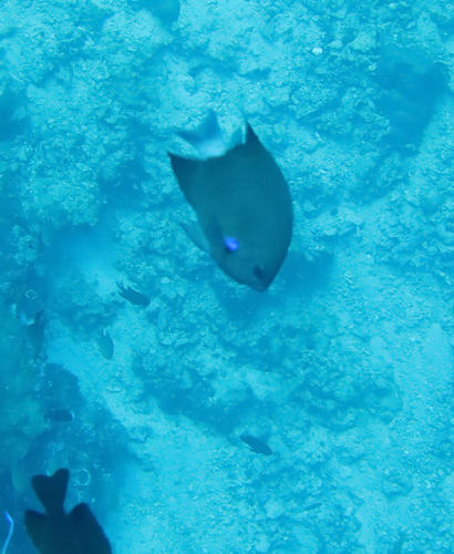 Chromis caudalis observed 2026-07-18